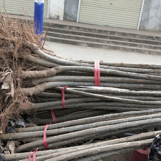 曹县杨梅树 现挖现发速生无絮2025杨树苗宜成活生长周期短见效快园林绿化