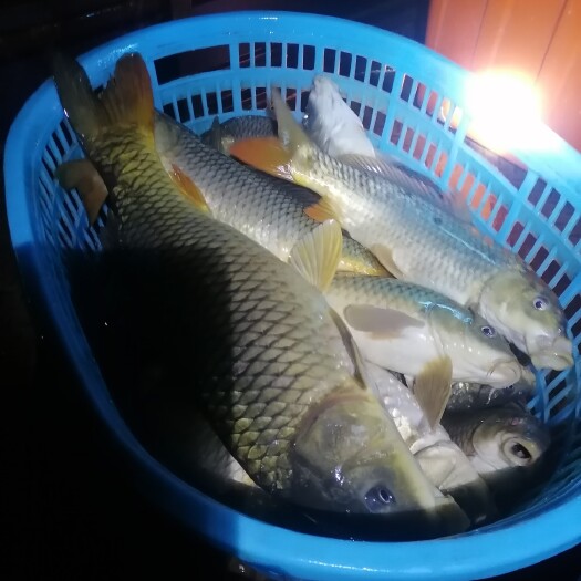 福州鲤鱼