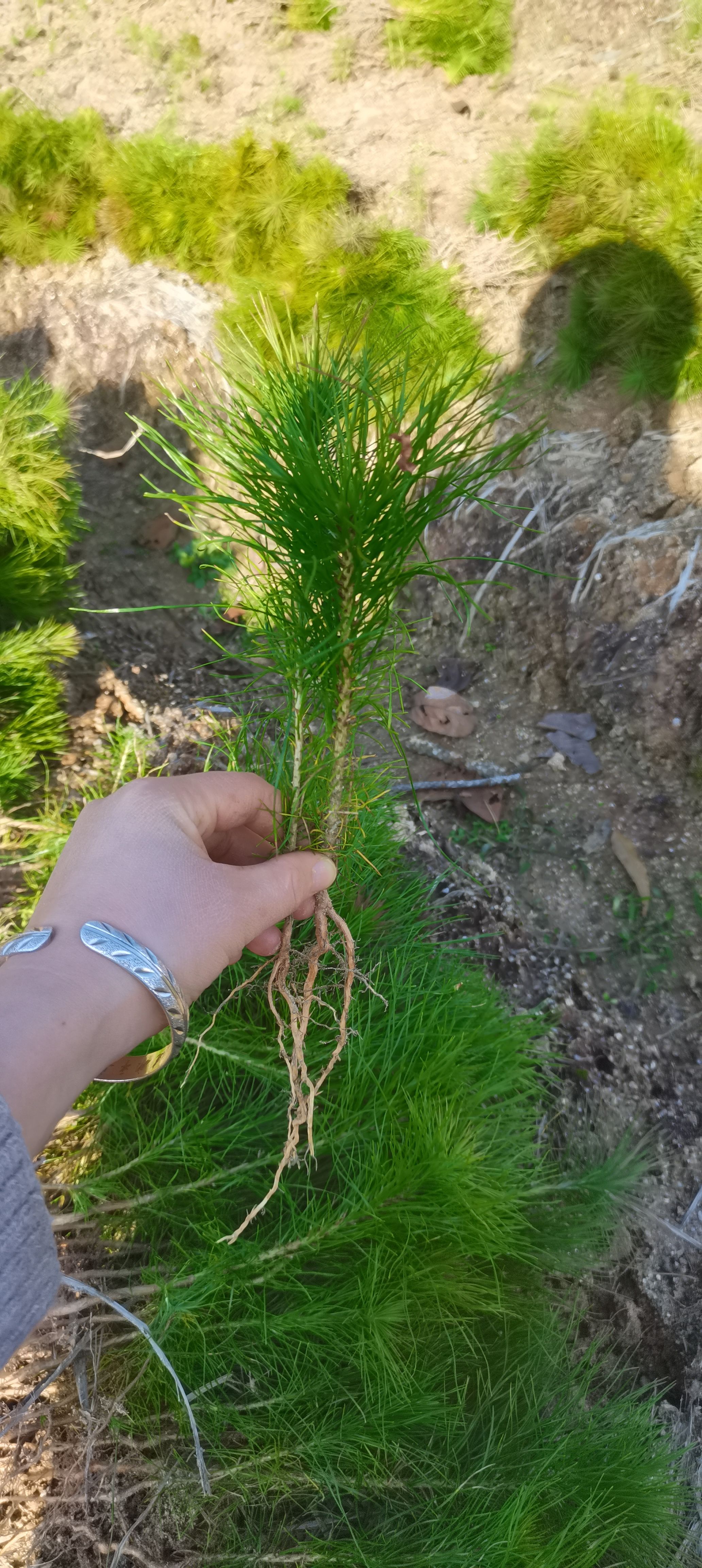 大量供應一年生馬尾松小苗，主營造林苗綠化苗