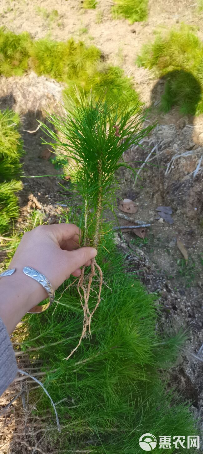 大量供应一年生马尾松小苗，主营造林苗绿化苗