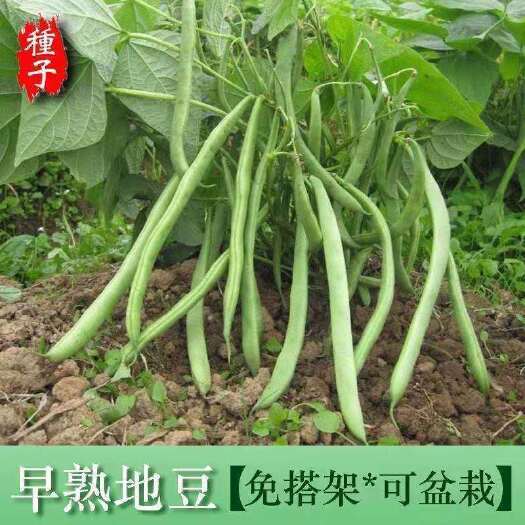 邵东市矮生地豆种子早熟芸豆无架四季豆种子阳台盆栽四季播架豆蔬菜种