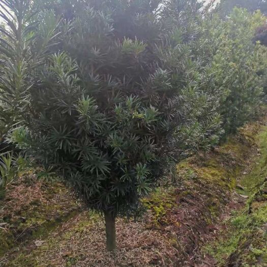 奉新县供应5公分罗汉松