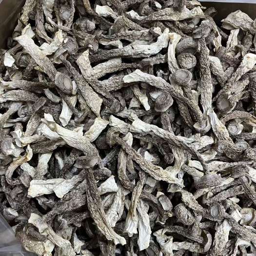 廣州 鹿茸菇喜歡的聯系