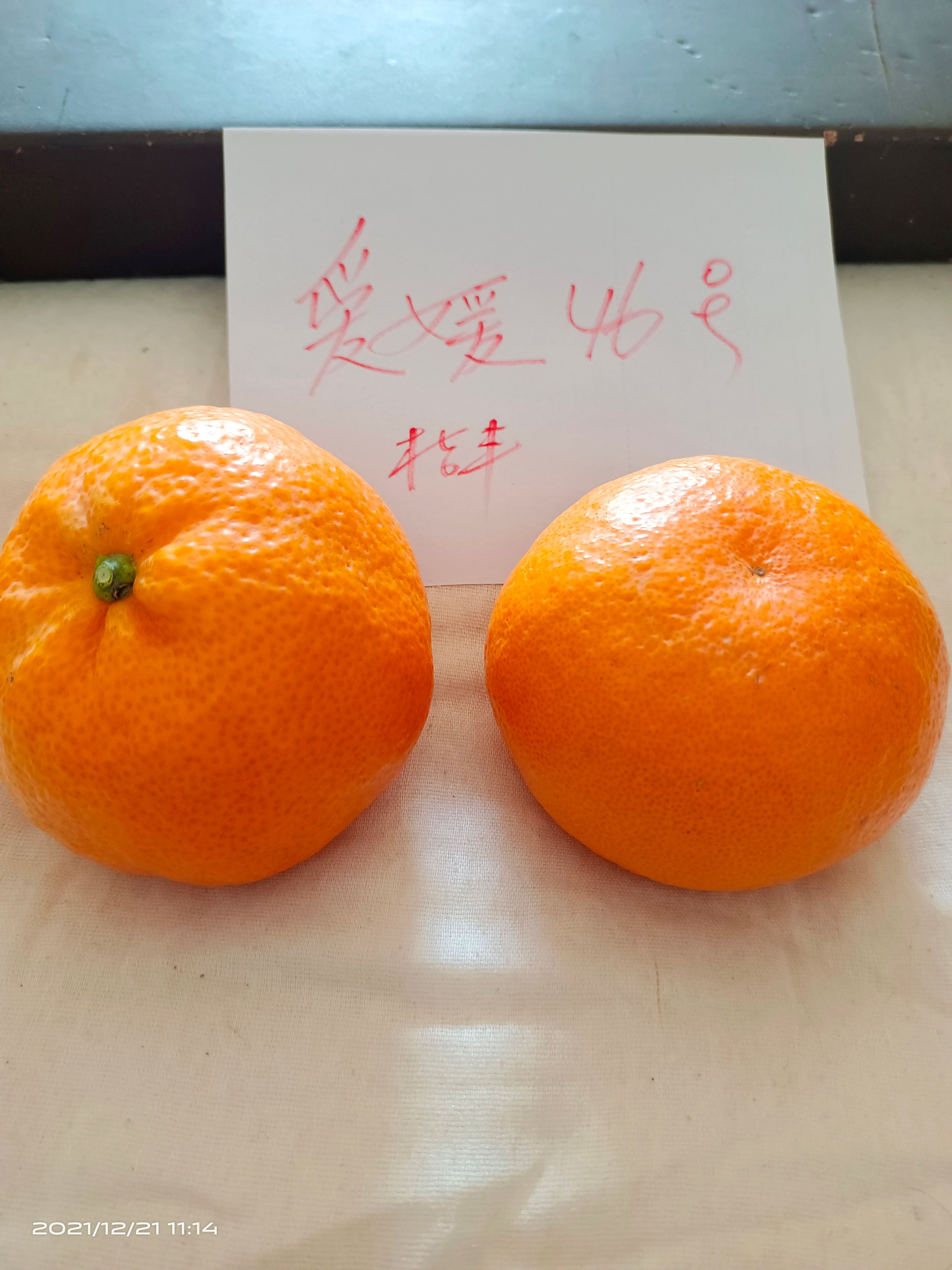 安乡县爱媛46号，黄美人柑橘苗  两年生黄美人苗