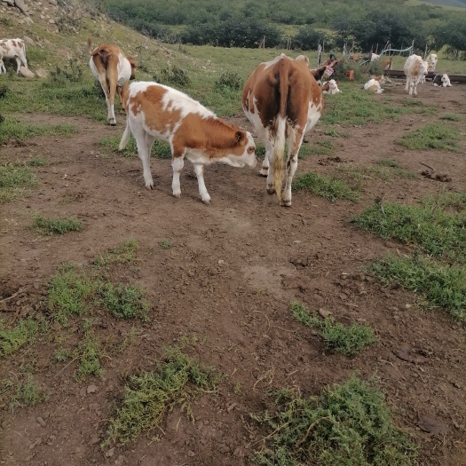 扎鲁特旗西门塔尔牛 山地草原牛