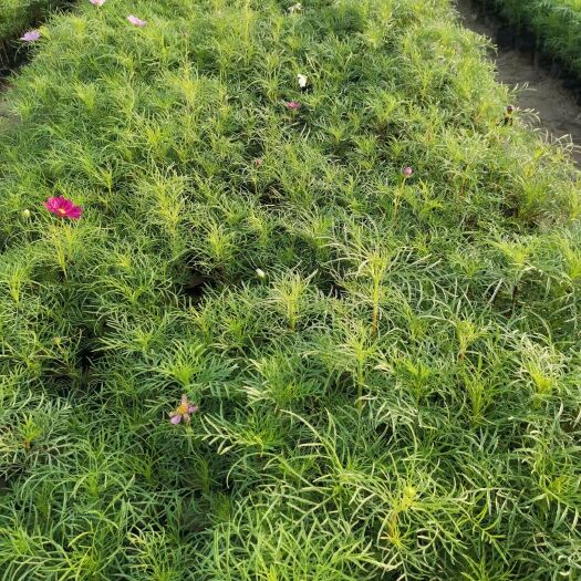 青州市波斯菊金鸡菊营养杯苗