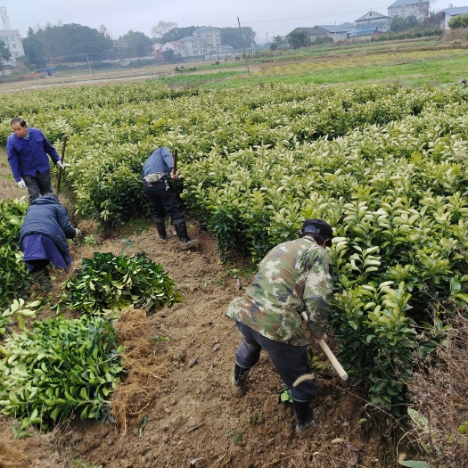 洪江市冰糖柚苗 黔阳冰糖柚