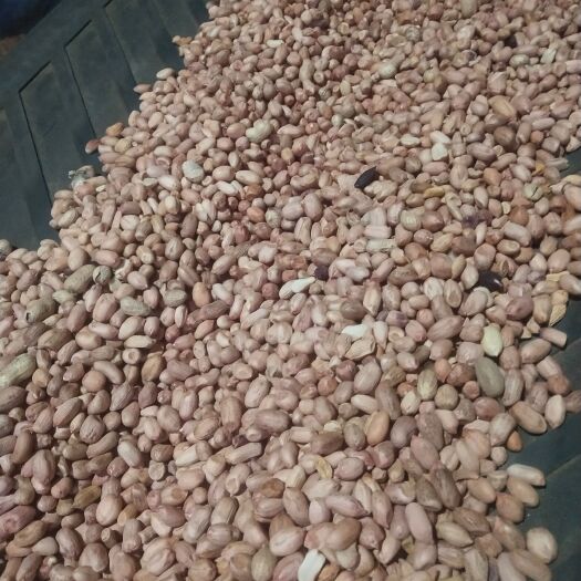 滑县河南安阳花生米，2.2两出一斤油，无霉变