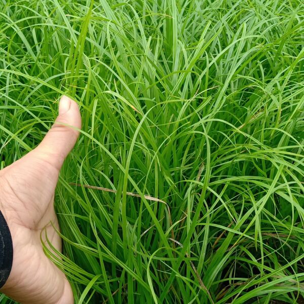  青绿苔草崂峪苔草