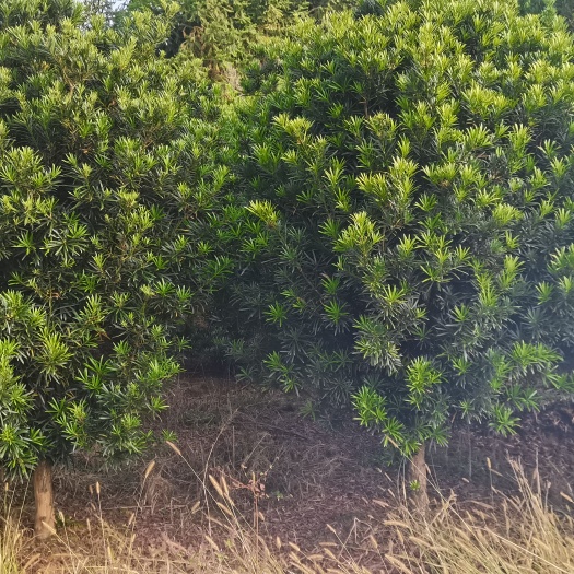 奉新县大量供应8公分罗汉松
