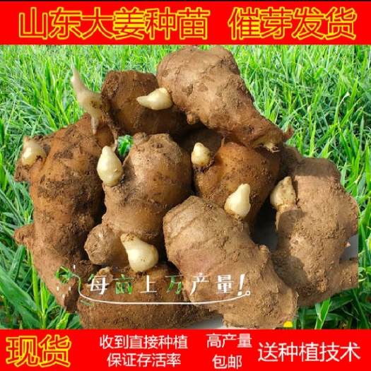 368高产姜种 生茬地培育 无死苗 无姜瘟出芽率高