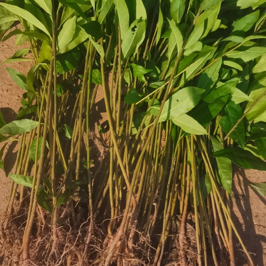 奉新县一年生木荷小苗，木荷杯苗，1-2-3公分木荷大量供应