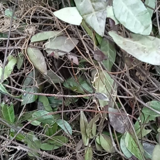 络石藤 大别山特产
批发零售 颜色青绿色干度好