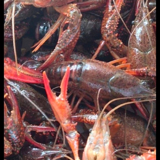 湖南岳阳新鲜小龙虾活虾水产批发产地直供，3-4钱