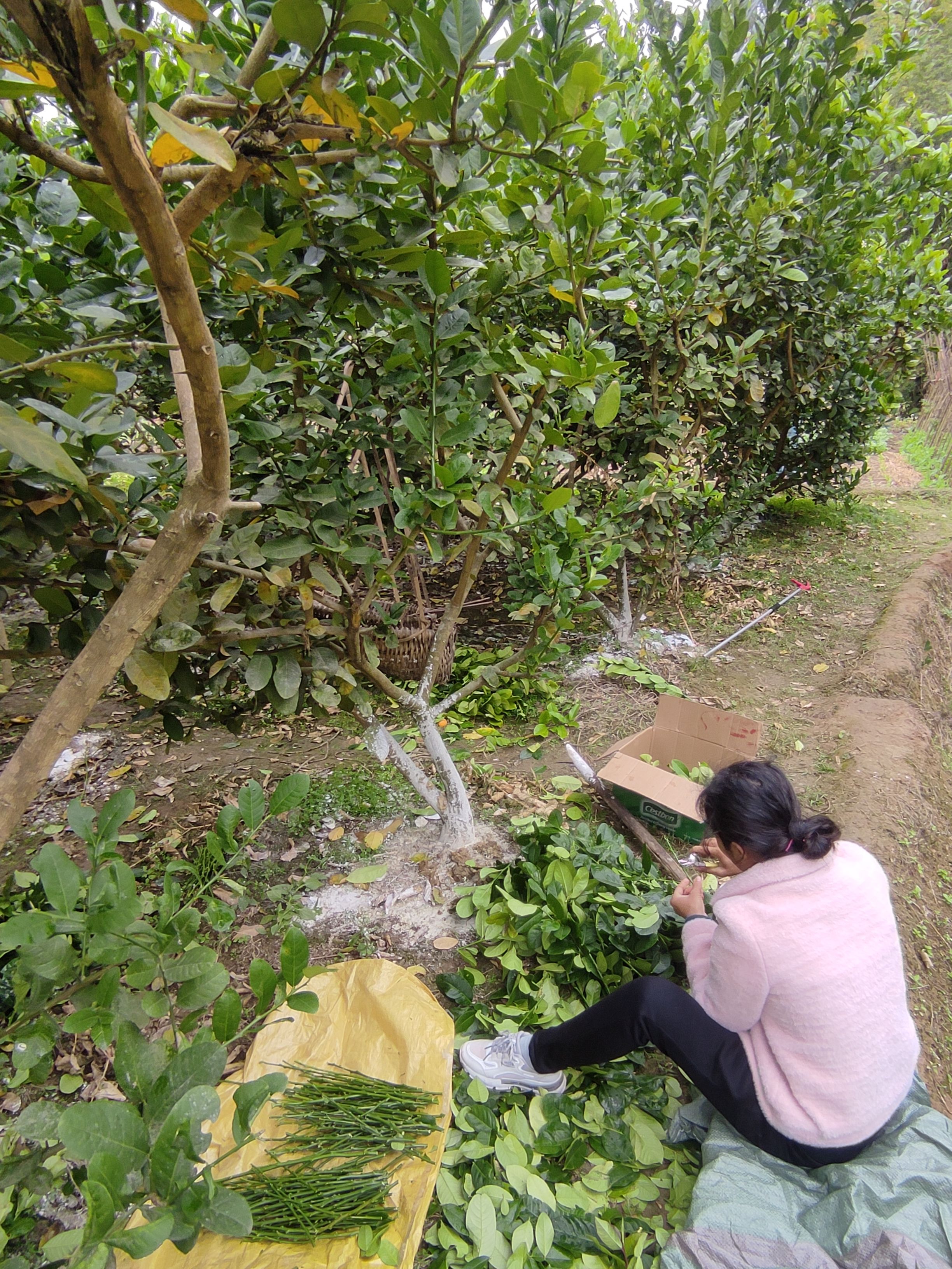 香水柠檬苗 正宗四季无核香水柠檬树苗嫁接苗果子奶茶店使用品种