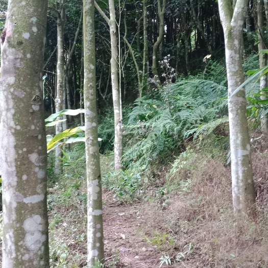 岑溪市 白木沉香树