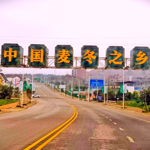 三台县细叶麦冬草，基地直销