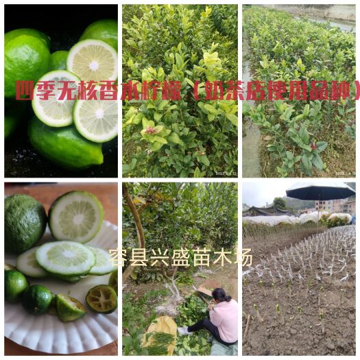 容县香水柠檬苗 正宗四季无核香水柠檬树苗嫁接苗果子奶茶店使用品种