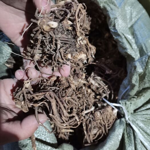 宽甸县藁本，辽藁本，四年生，干净，个头大