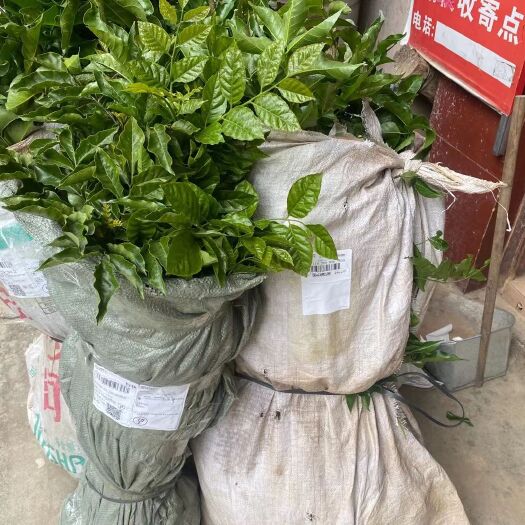 浦北县黄皮果苗，黑黄皮苗