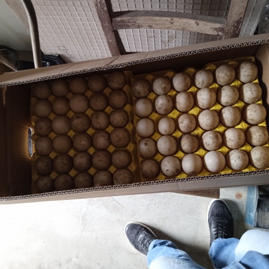 射阳县可孵化黑番鸭种蛋 受精蛋 飞鸭火鸭西洋鸭种蛋 老红脸黑番鸭
