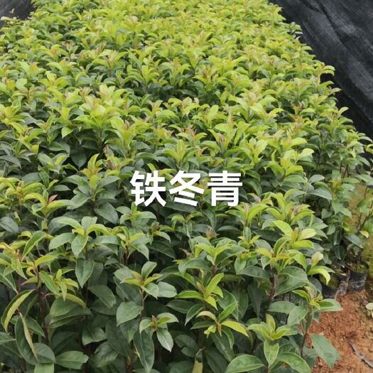 广州木荷  ，铁冬青