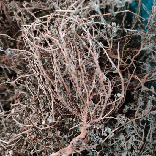 玉林 广西大山中草药飞扬草 小叶飞扬草 红茎飞扬草 小飞扬 全草