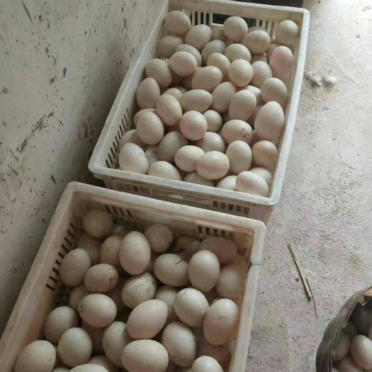 射阳县 供应可孵化的黑番鸭种蛋 受精蛋 火鸭雁荡鸭 老红脸黑番鸭种蛋