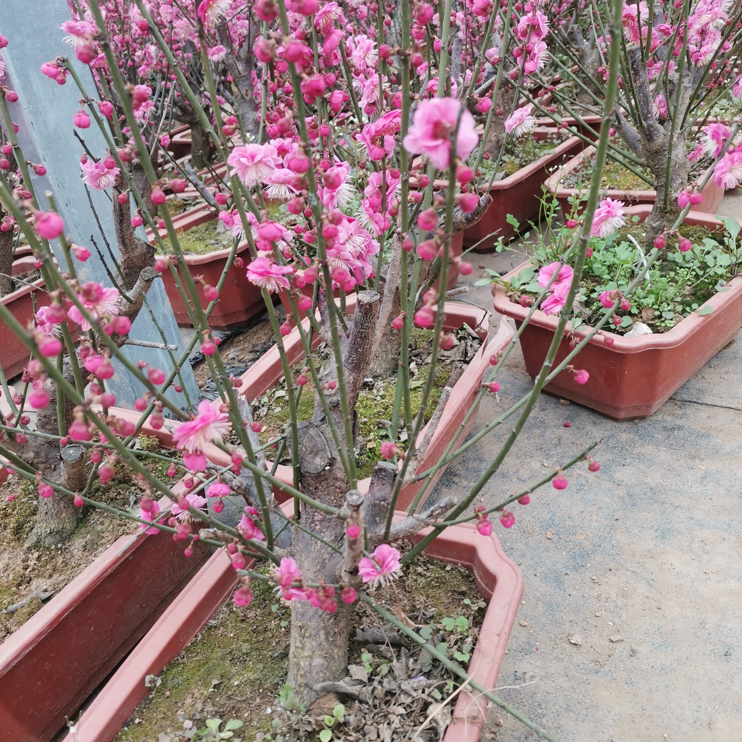  梅花树苗红梅原生骨里红地栽腊梅树桩梅花苗庭院盆栽耐寒