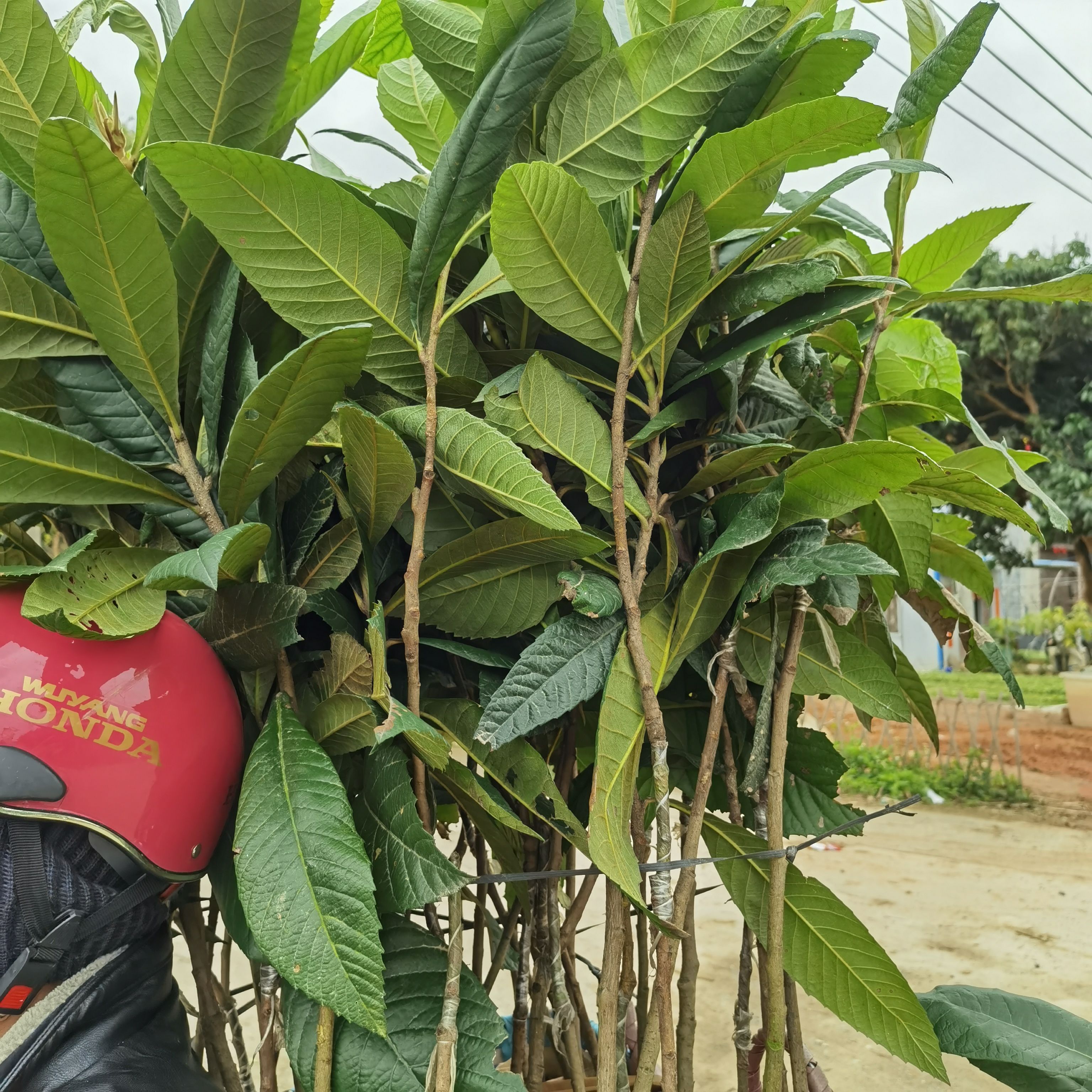 大五星枇杷苗  枇杷苗 耐寒品种 南北方适合种植