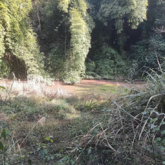重庆市 重庆万州独立小峡谷300亩水田流转