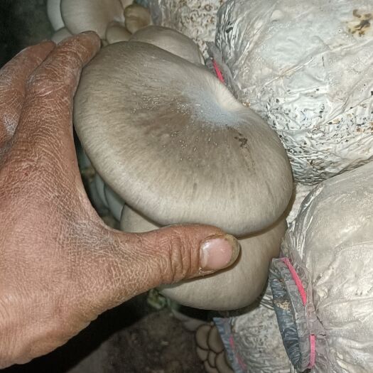 筠连县蘑菇 鲜菇