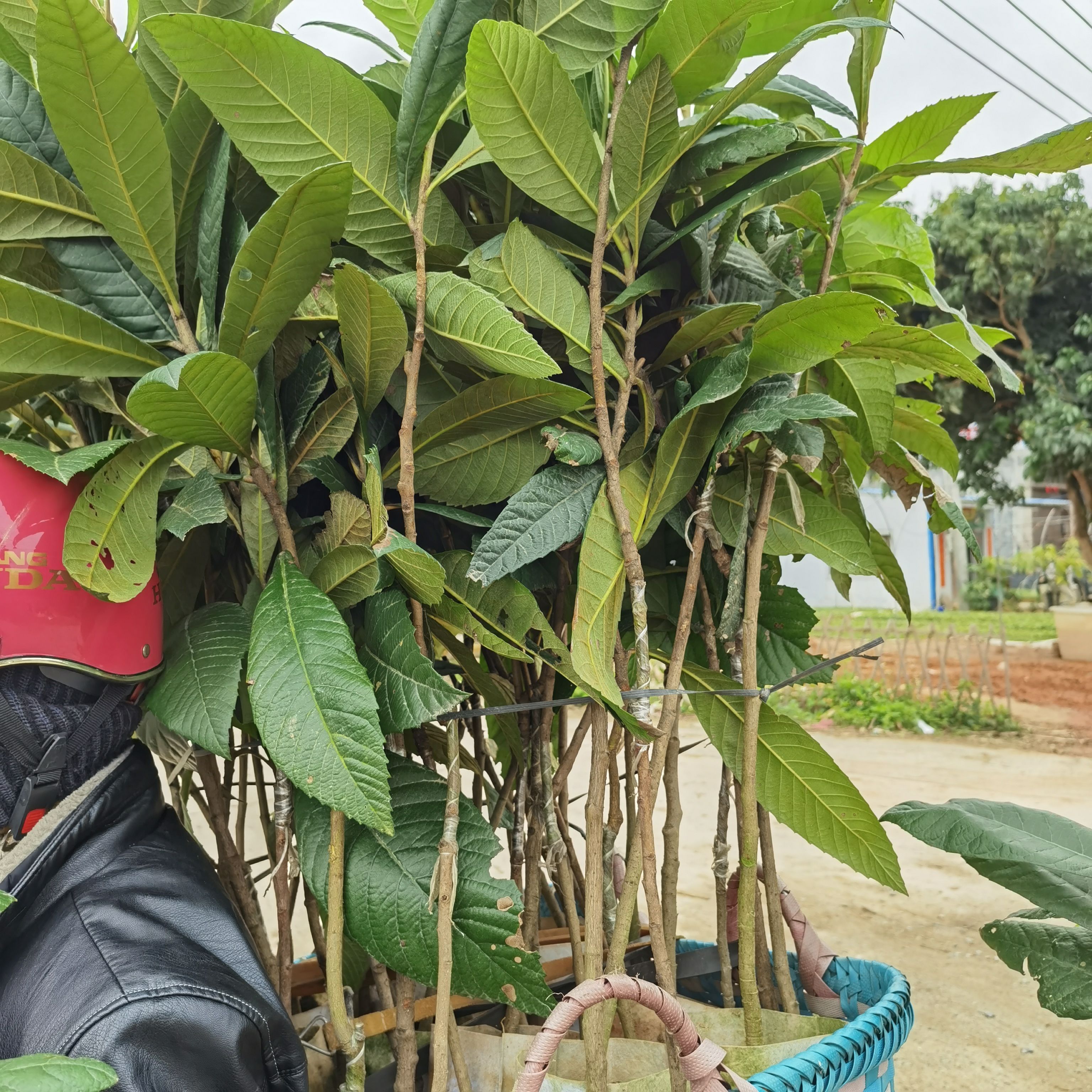 大五星枇杷苗  枇杷苗 耐寒品种 南北方适合种植