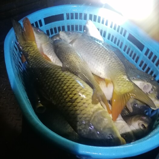福州鲤鱼 