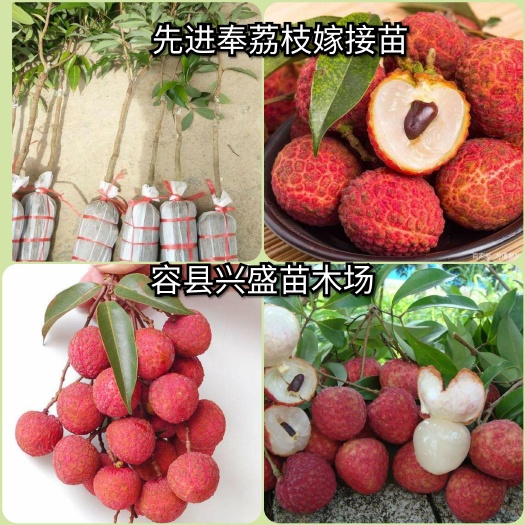 容县仙进奉荔枝苗 正宗增城先进奉荔枝树苗嫁接苗带泥带叶子发的