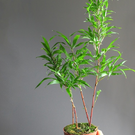 朱竹红竹红运竹红寒竹红色竹子苗庭院阳台室内绿植竹盆栽景观赏