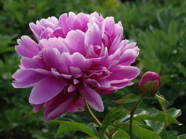 菏泽千层芍药