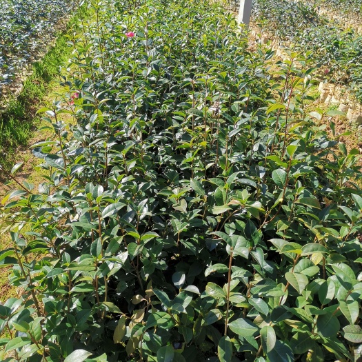 腾冲市大果红花油茶 嫁接红花油茶