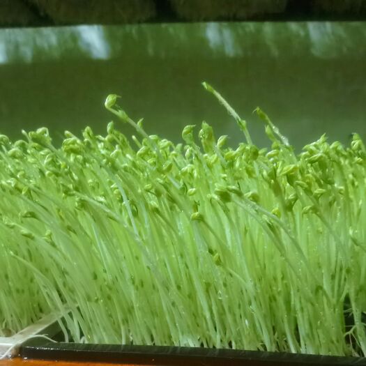 中牟县纯水培豌豆苗