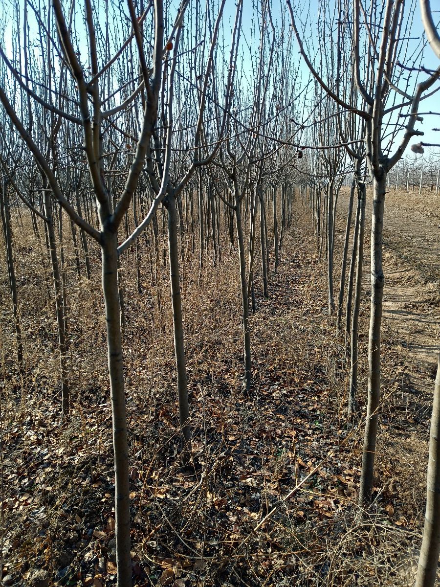 大田定植各种规格，西府海棠，北美海棠，红宝石海棠！