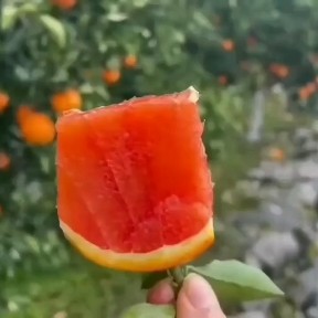 红橙 湖北秭归水田坝中华红产地直销个头大，皮薄肉厚，口感甜。