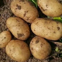 围场县黄心土豆 黄皮黄心基地微七，个头大，薯型好，颜色好，需要的老板联系