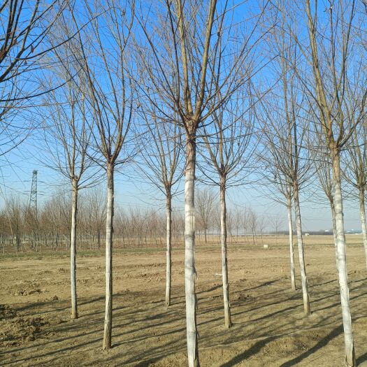 博野县8公分旱柳。产地直销。价格低。当天起苗当天发货