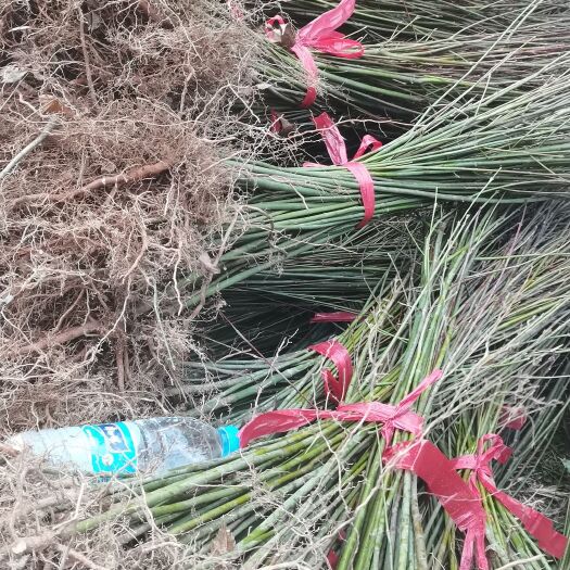 奉新县枫树苗  供应青枫小苗，可嫁接红枫，羽毛枫，大小规格齐全