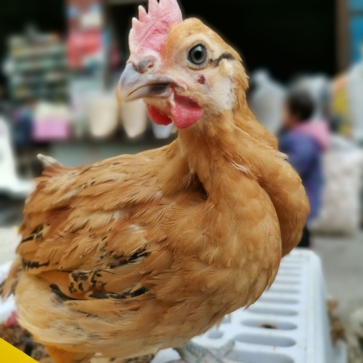 南江县土鸡苗 温氏青脚麻A2鸡苗脱温鸡小鸡快大型土鸡抵抗力强鸡苗