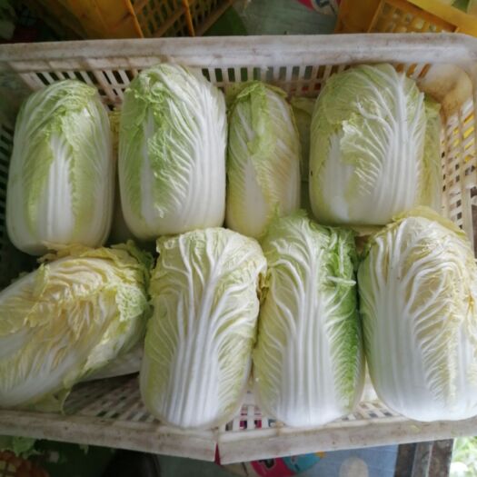 定州市 精品大棵娃娃菜