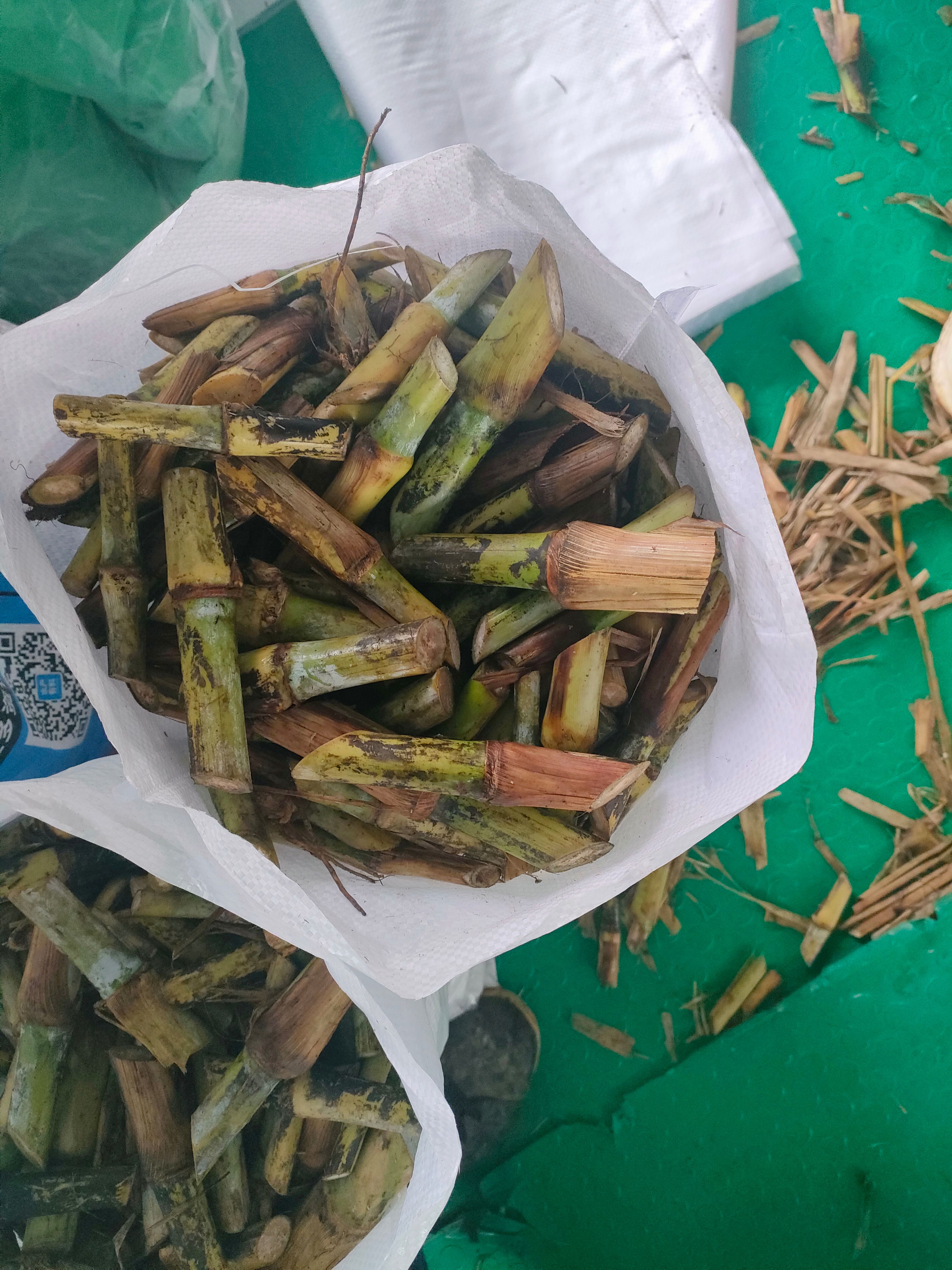 甜象草种子 甜象草种