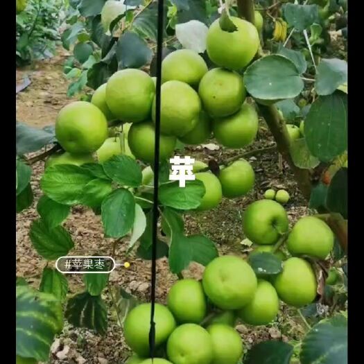 灵山县青枣苗 广西雪梨平果枣苗果子个头大，清脆甜多汁