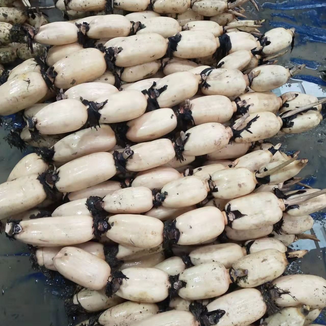 莲藕自产自销个人大地红藕白藕脆藕田藕洗藕泥藕