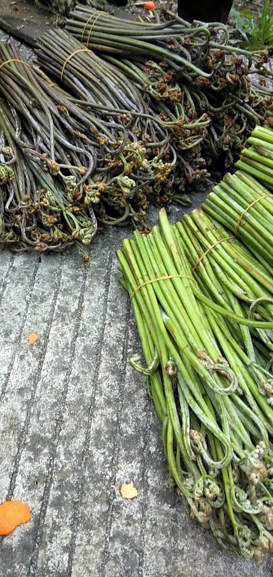 蕨菜 四川省宜宾市叙州区 鲜货